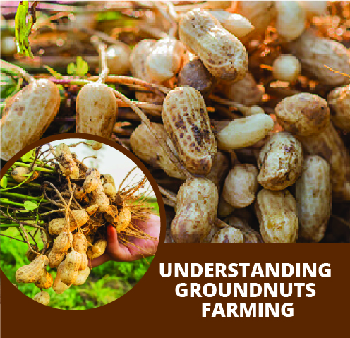 Understanding Groundnuts farming.