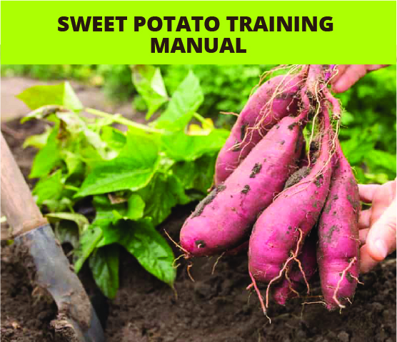  Sweet Potato Training Manual