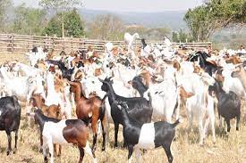 Understanding Goats Farming. 