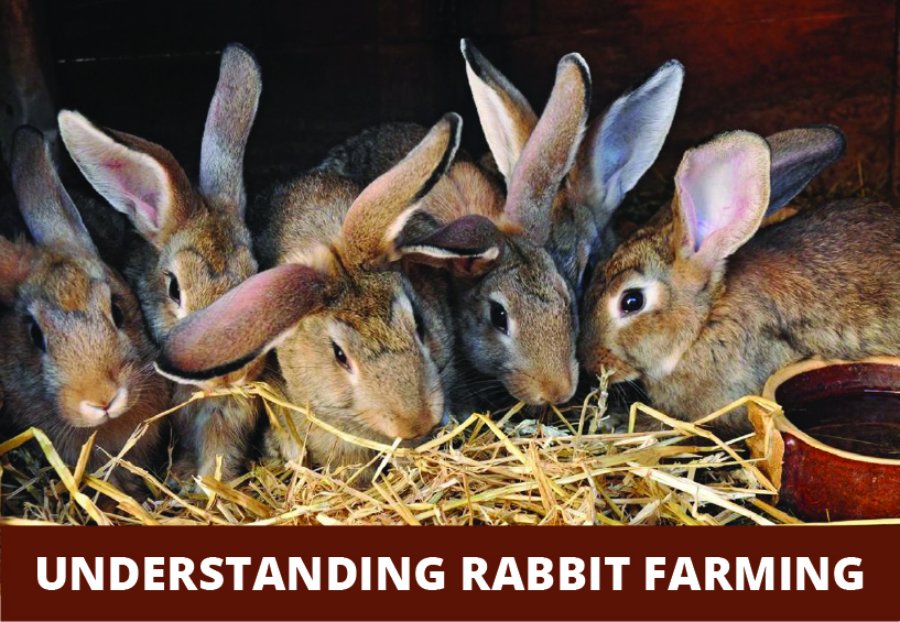 Understanding Rabbit Farming. 