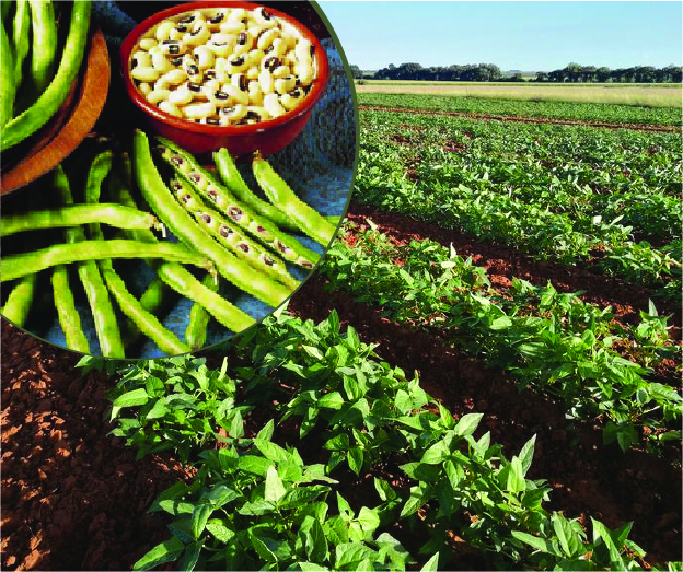 Understanding Soybean farming. 