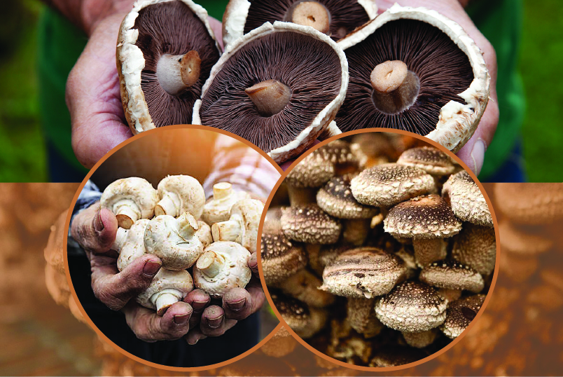 Understanding Mushroom Farming and Production. 